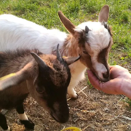 Altzibar-berri Urnieta